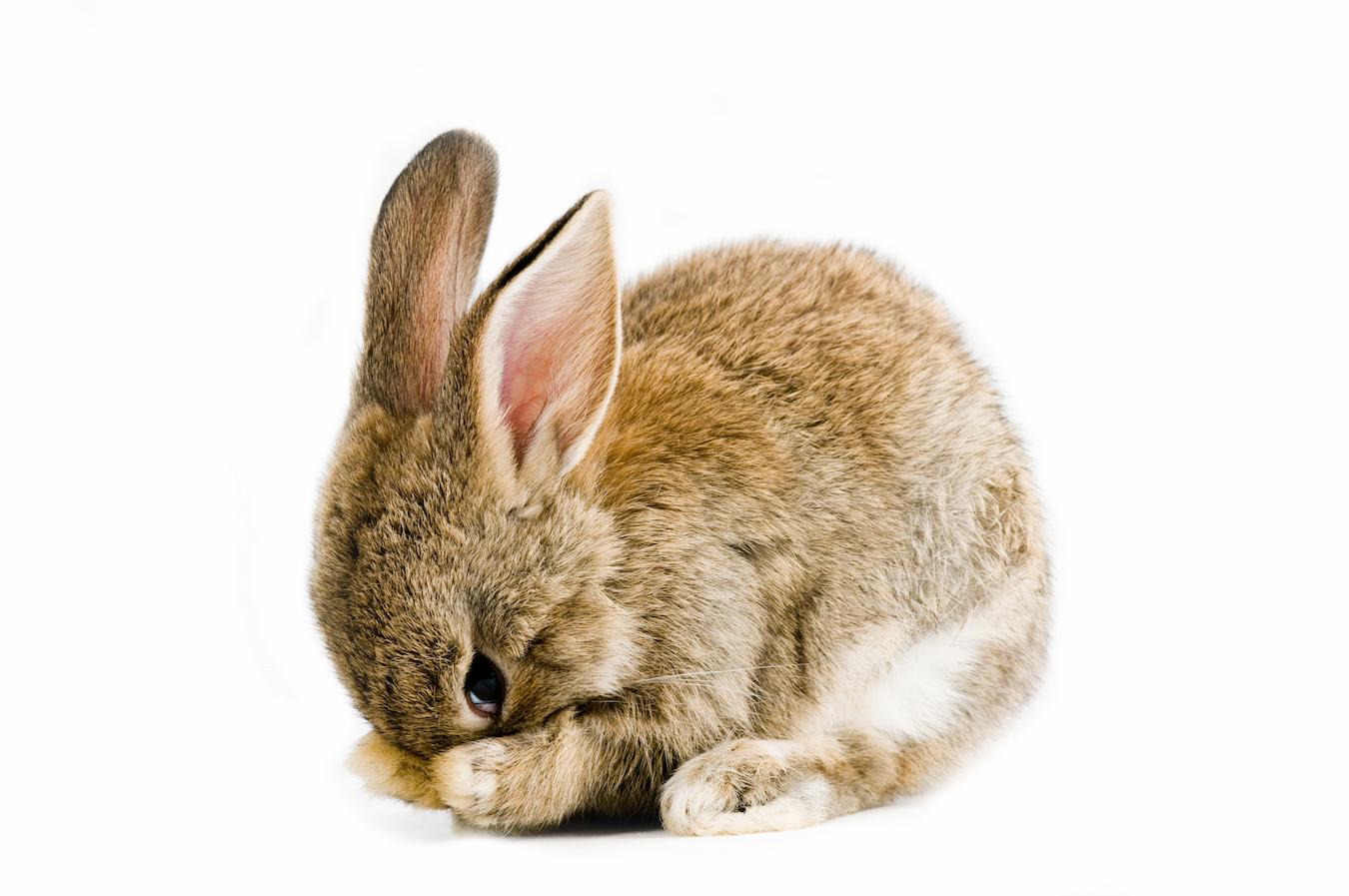 A cruelty free brand sells products that are not tested on animals