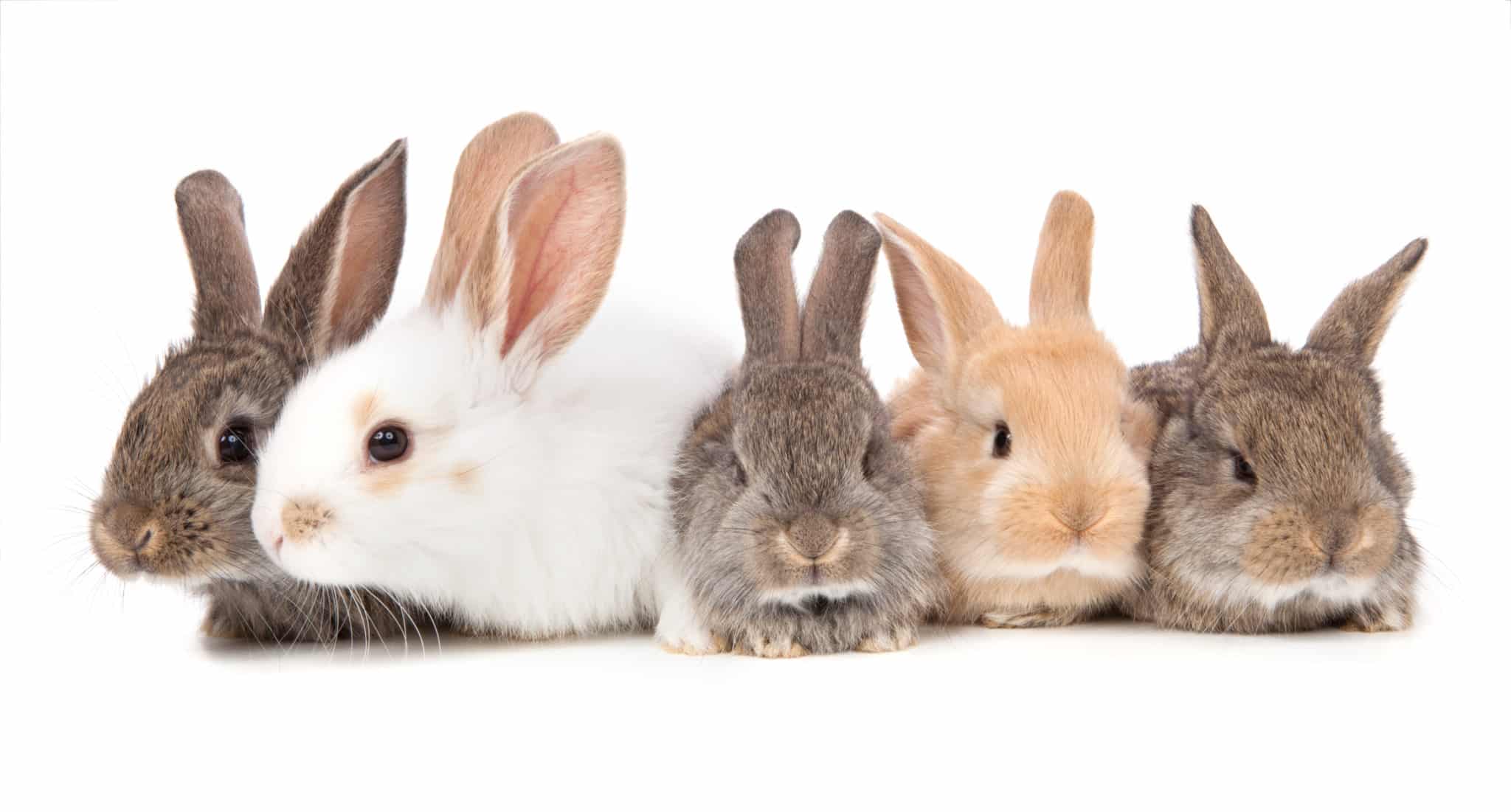 Пять кроликов
